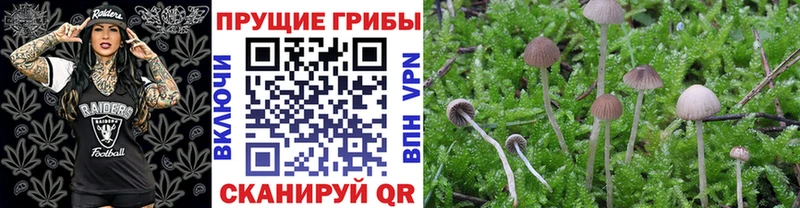 Псилоцибиновые грибы Psilocybine cubensis  Болгар 